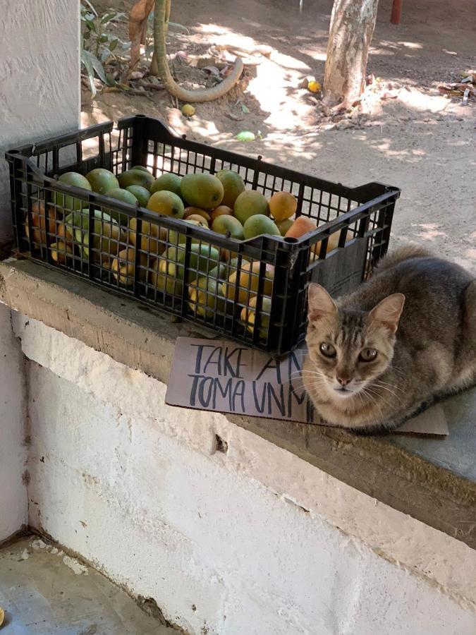 Posada La Huerta Mazunte Ngoại thất bức ảnh