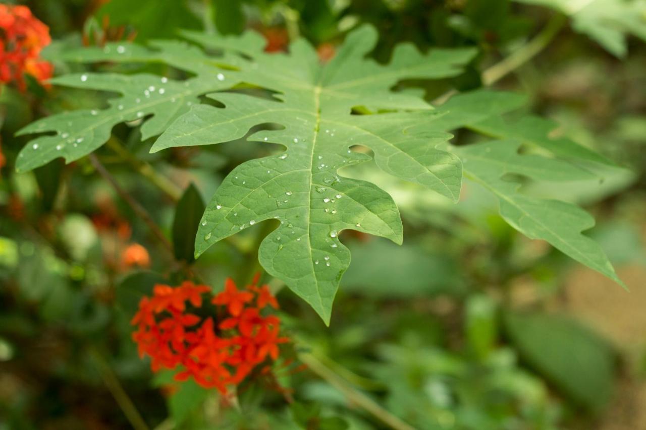 Posada La Huerta Mazunte Ngoại thất bức ảnh