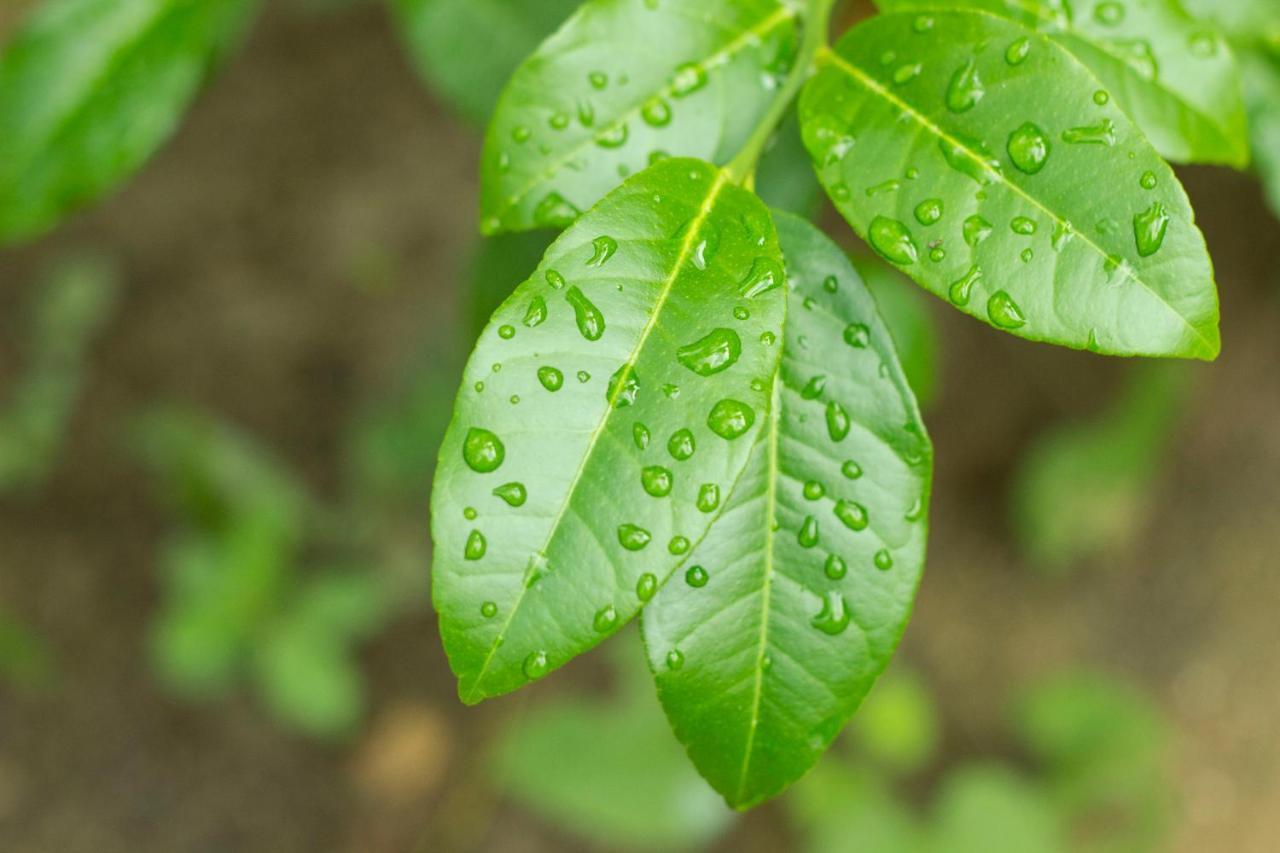 Posada La Huerta Mazunte Ngoại thất bức ảnh